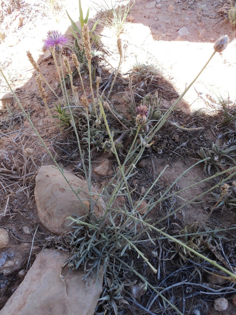 Centaurea djebel-amouri photo 2
