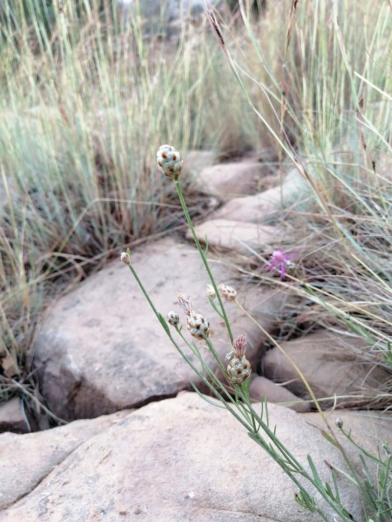 Centaurea djebel-amouri photo 3