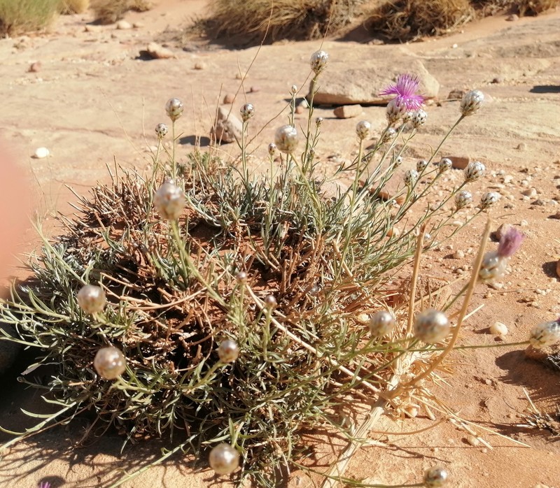 Centaurea djebel-amouri photo 4