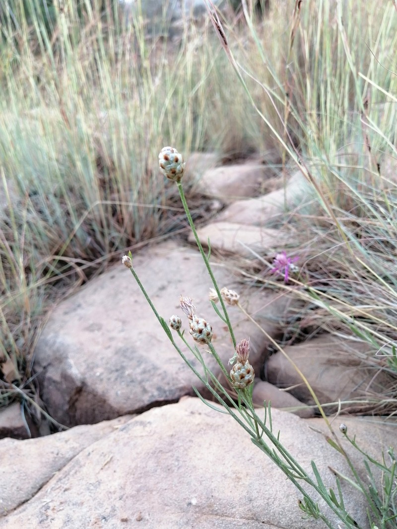 Centaurea djebel-amouri photo 5