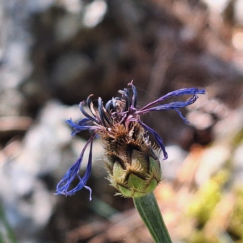 Centaurea dominii