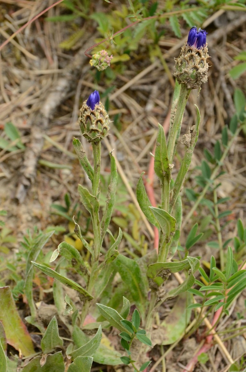 Centaurea dominii photo 3