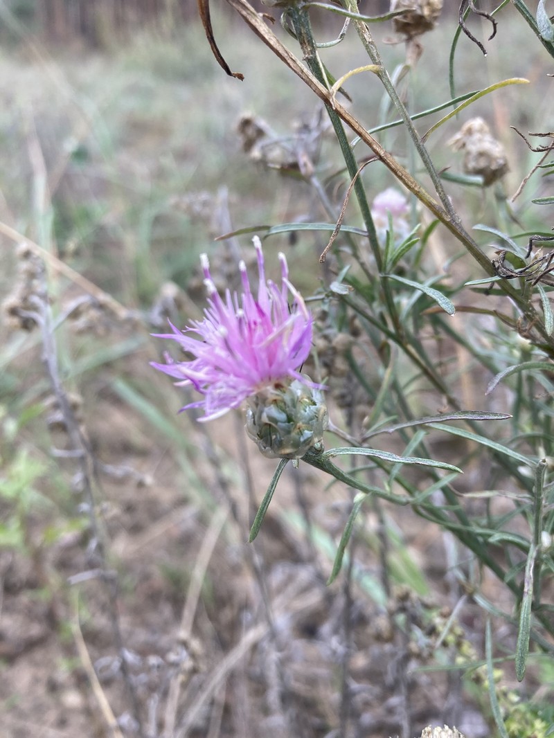 Centaurea donetzica photo 2