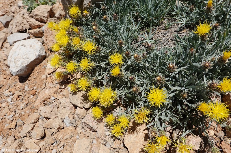 Centaurea drabifolia
