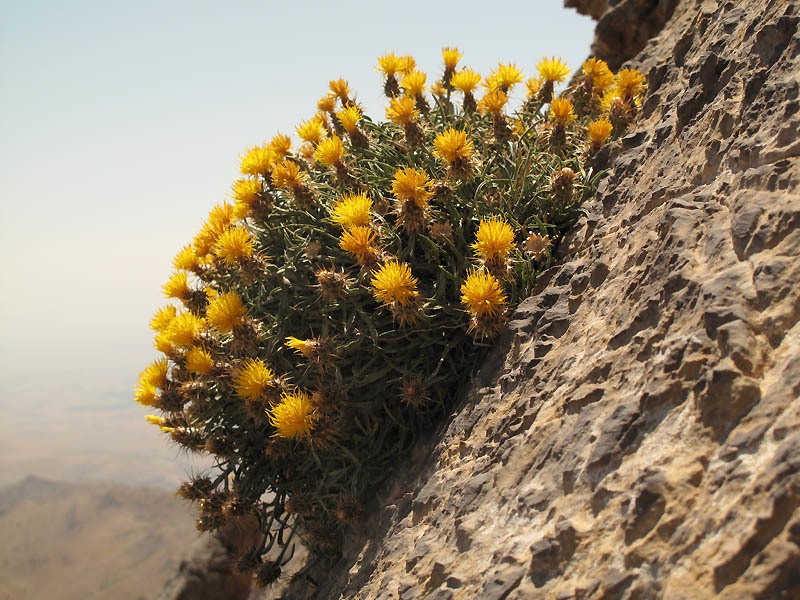 Centaurea drabifolia photo 2