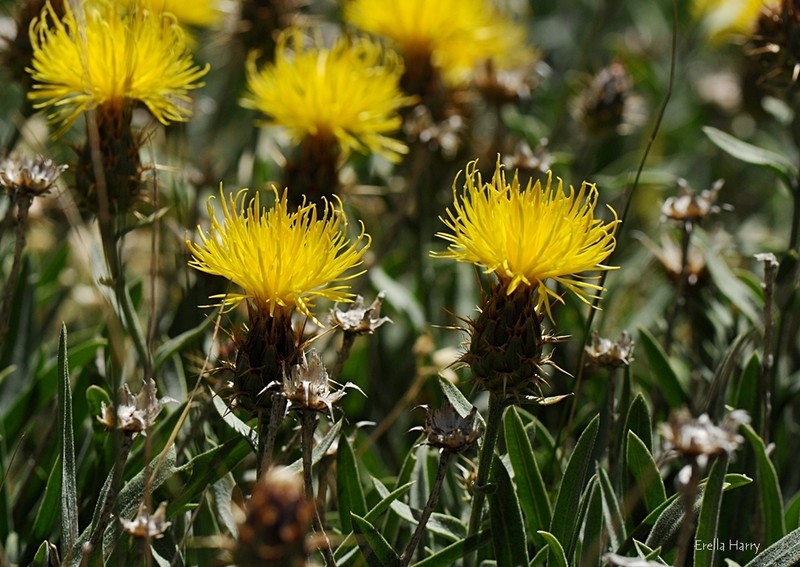 Centaurea drabifolia photo 4