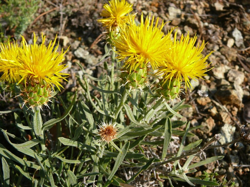 Centaurea drabifolia photo 5