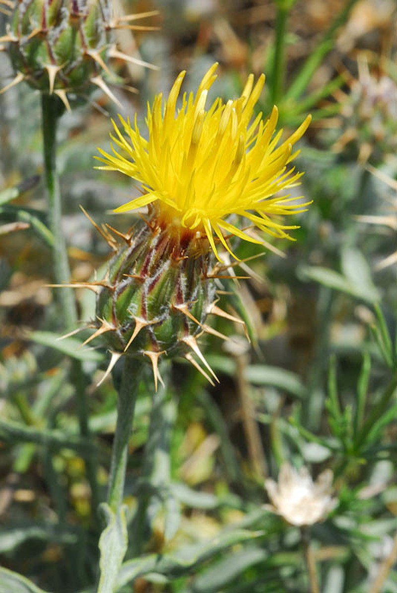 Centaurea drabifolia photo 6