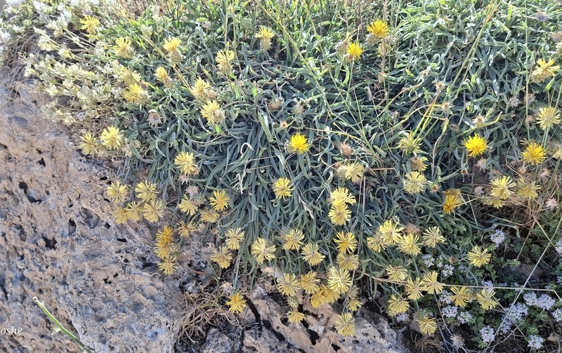 Centaurea drabifolia photo 7
