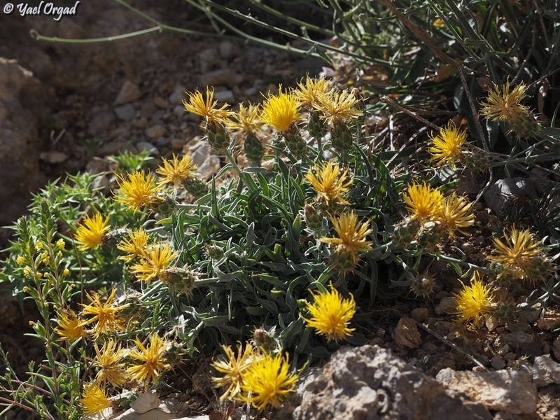 Centaurea drabifolia photo 8