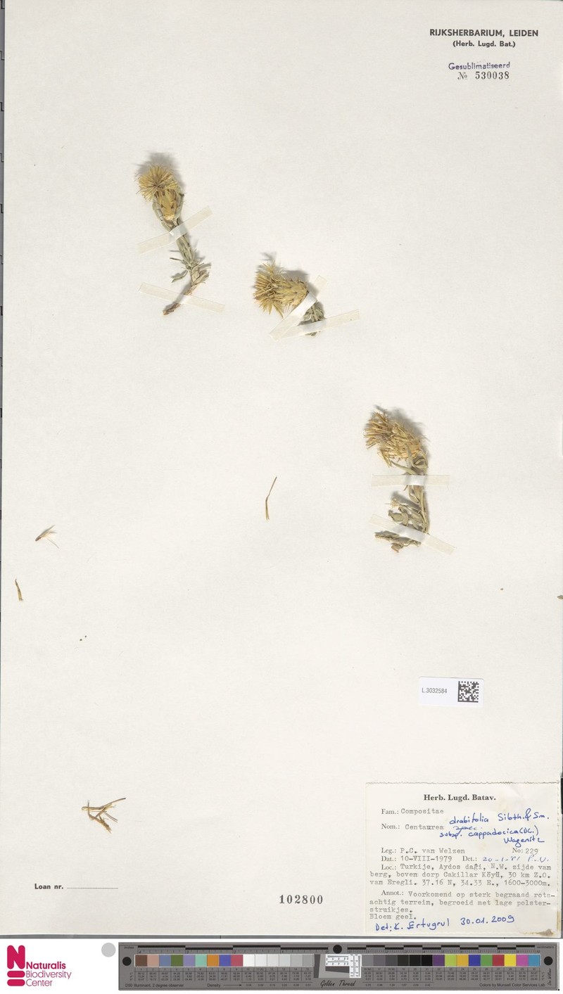 Centaurea drabifolia subsp. cappadocica