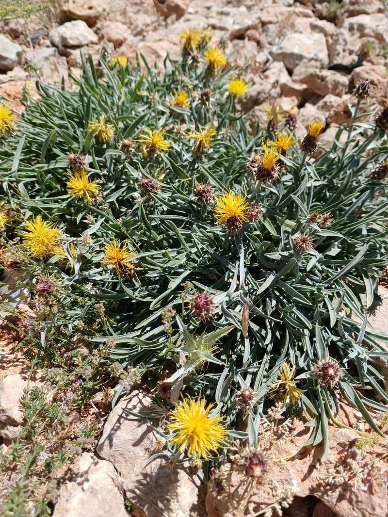 Centaurea drabifolia subsp. libanotica