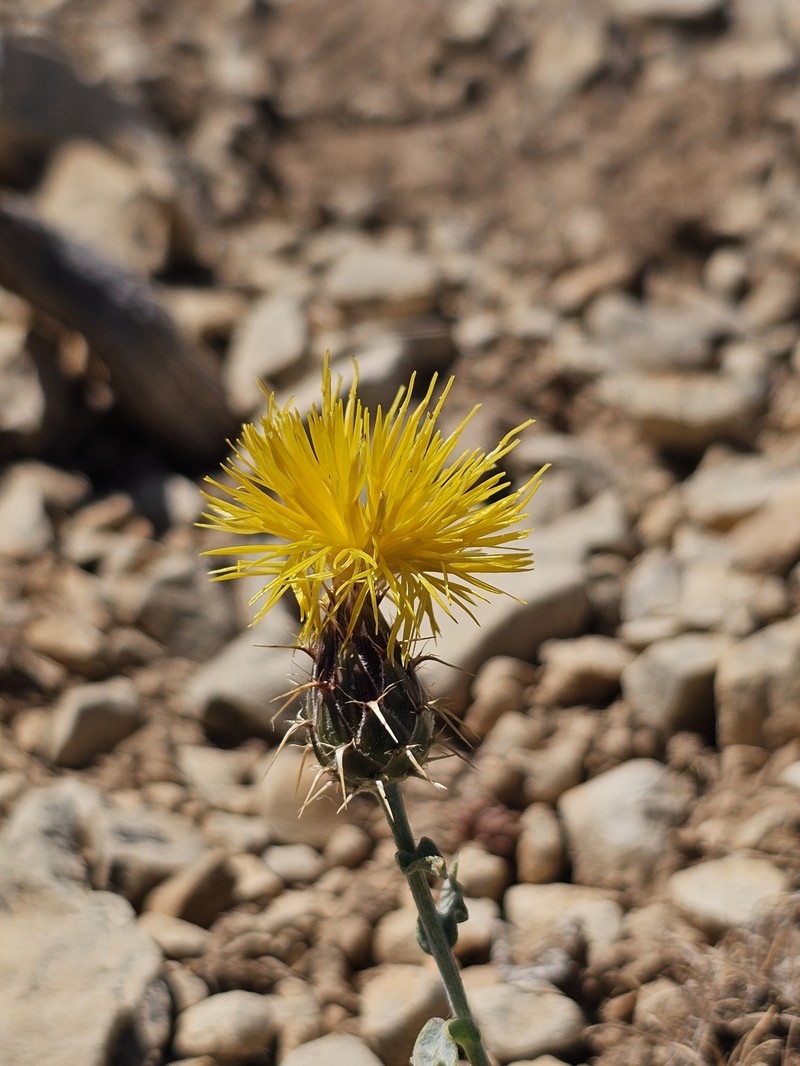 Centaurea drabifolia subsp. libanotica photo 2