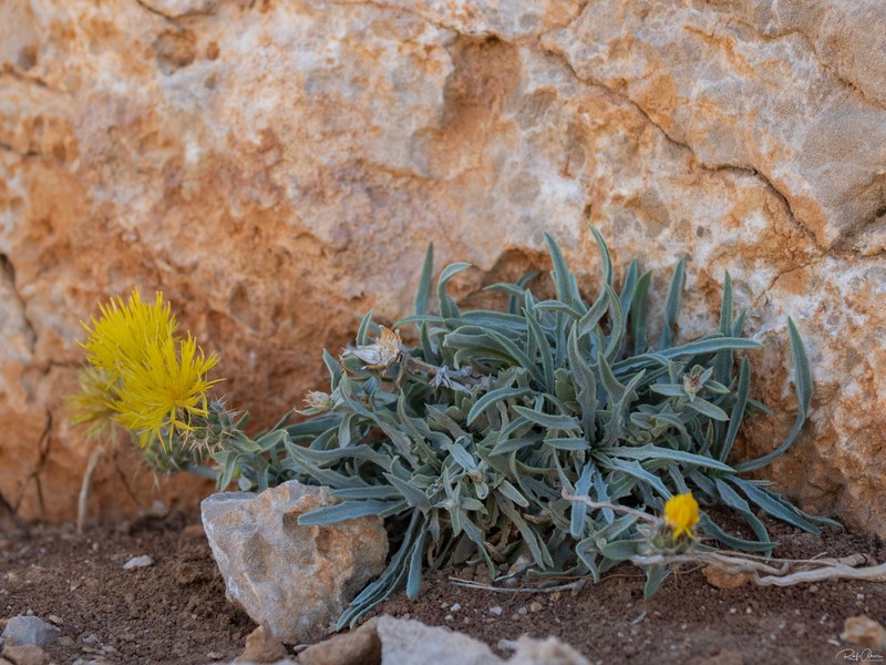 Centaurea drabifolia subsp. libanotica photo 3