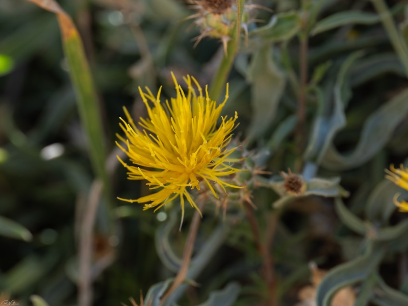 Centaurea drabifolia subsp. libanotica photo 4