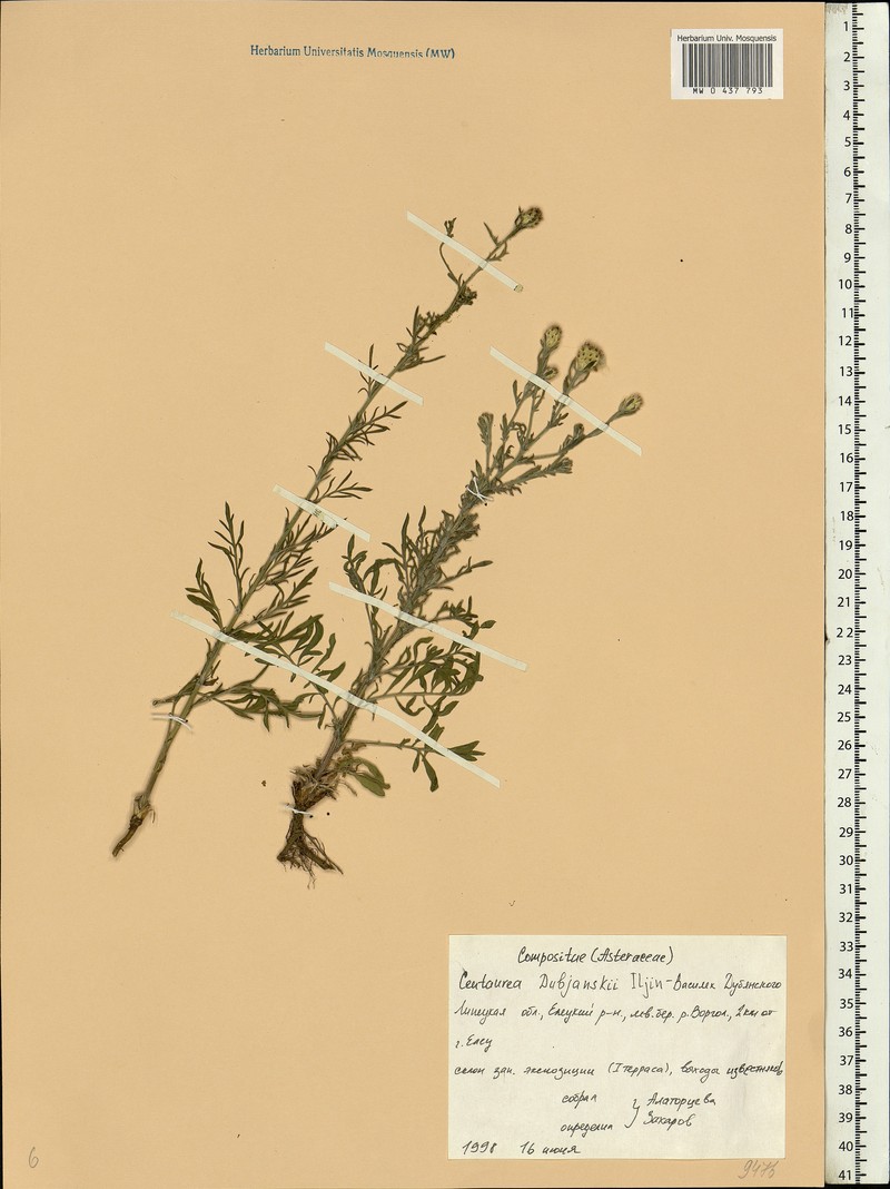 Centaurea dubjanskyi