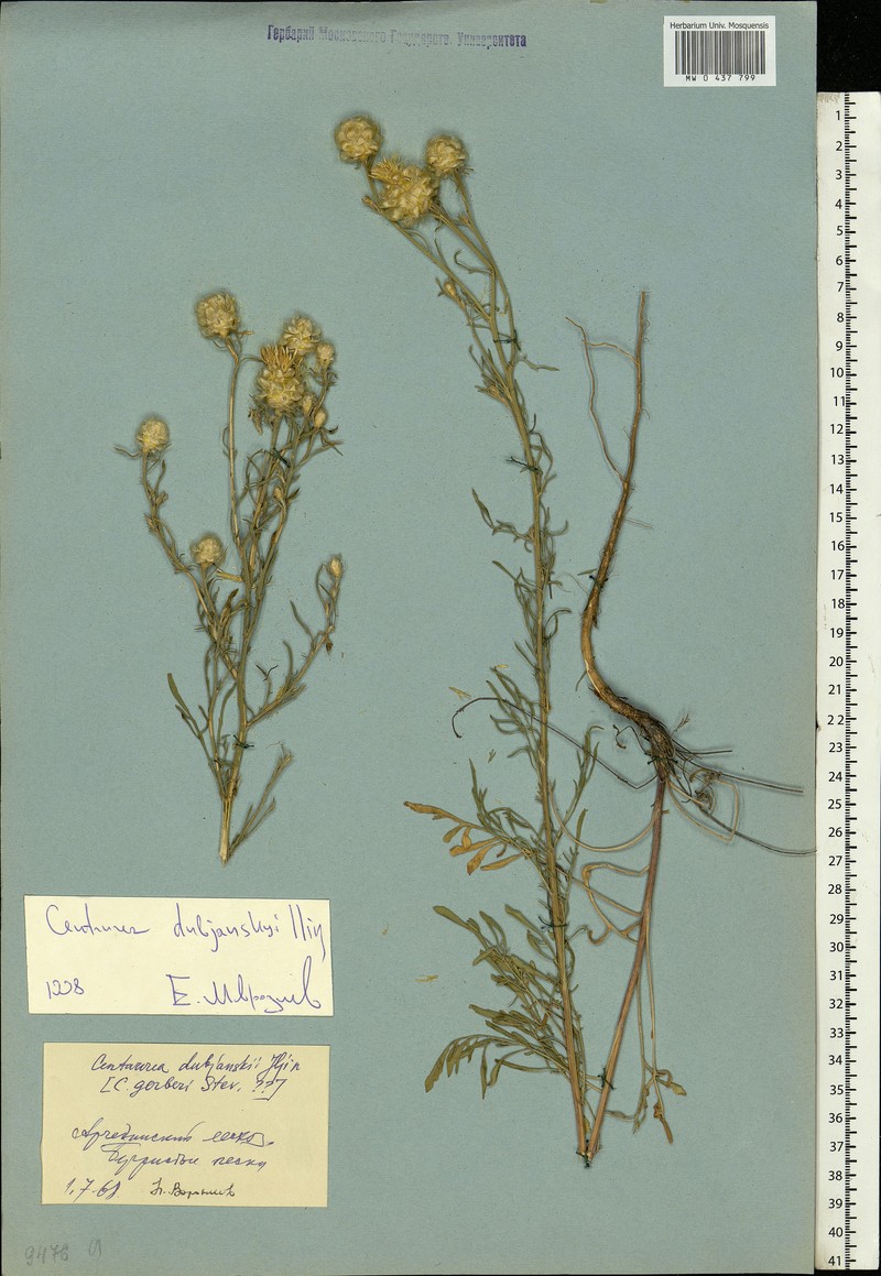 Centaurea dubjanskyi photo 2