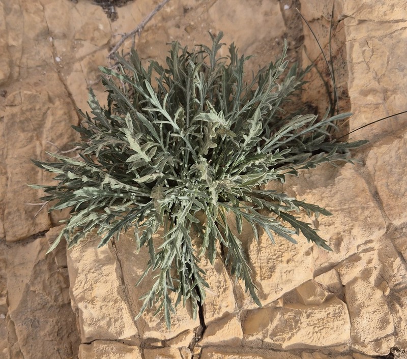 Centaurea dumulosa