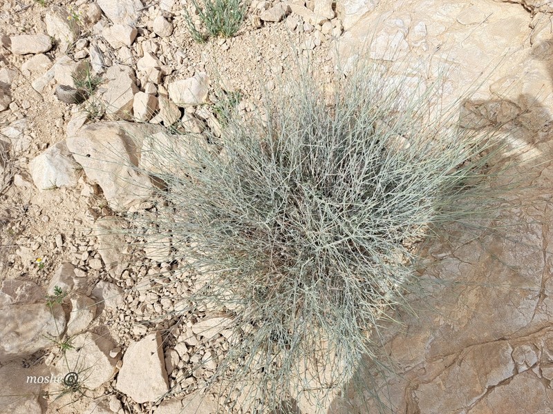 Centaurea dumulosa photo 2