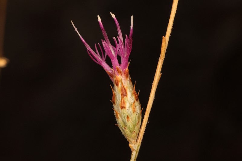 Centaurea dumulosa photo 4