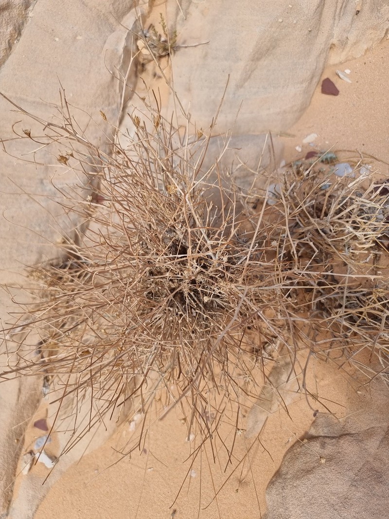 Centaurea dumulosa photo 5