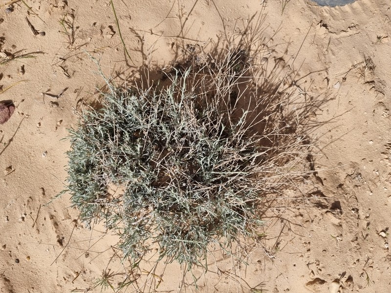 Centaurea dumulosa photo 6