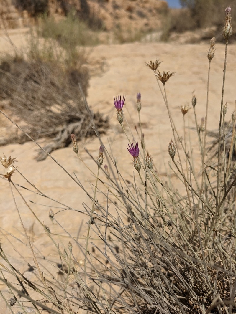 Centaurea dumulosa photo 7
