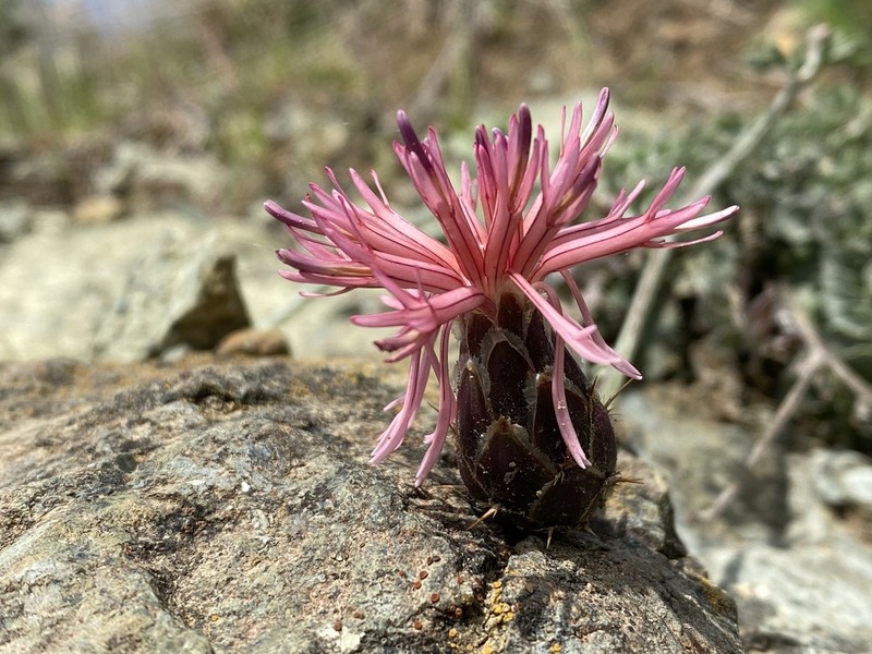 Centaurea ebenoides