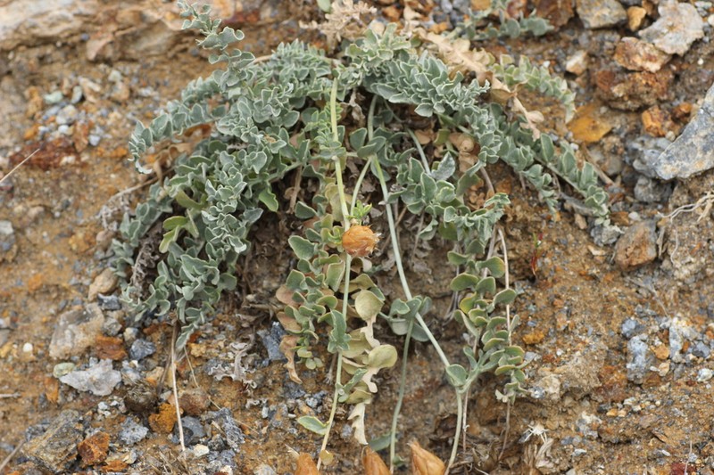 Centaurea ebenoides photo 2