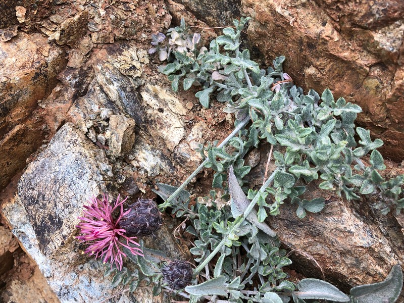 Centaurea ebenoides photo 3