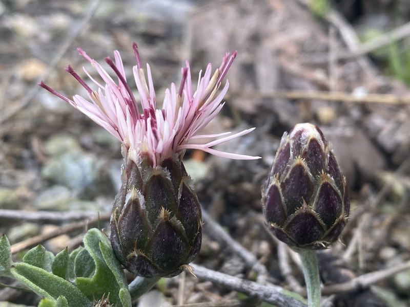 Centaurea ebenoides photo 4
