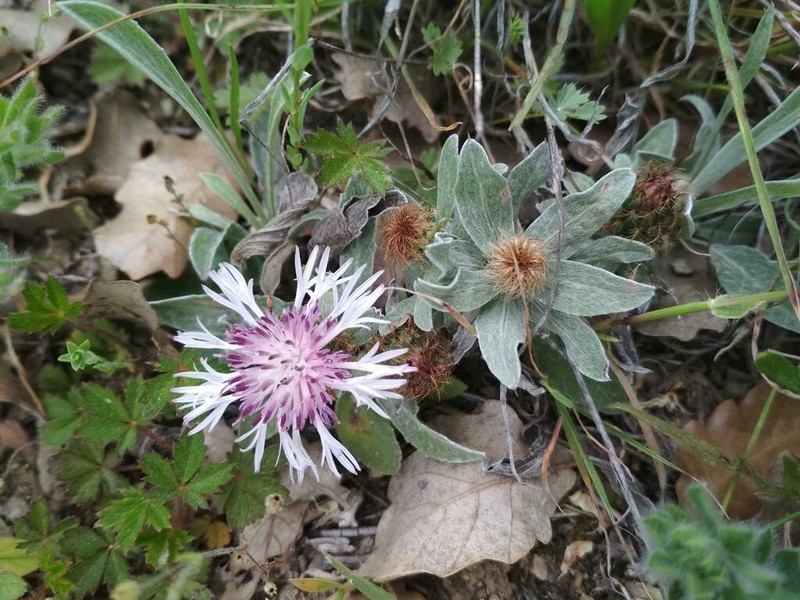 Centaurea emigrantis