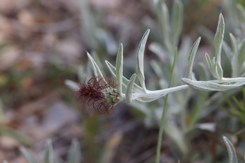 Centaurea emigrantis photo 2