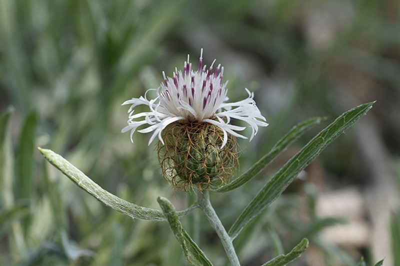 Centaurea emigrantis photo 3
