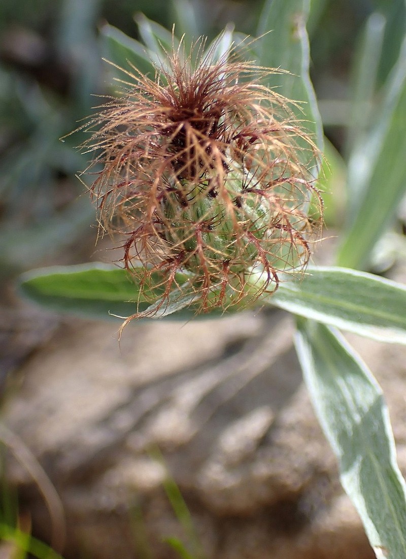 Centaurea emigrantis photo 4