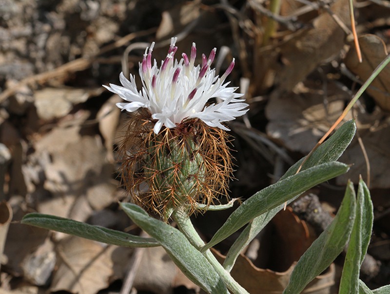 Centaurea emigrantis photo 5