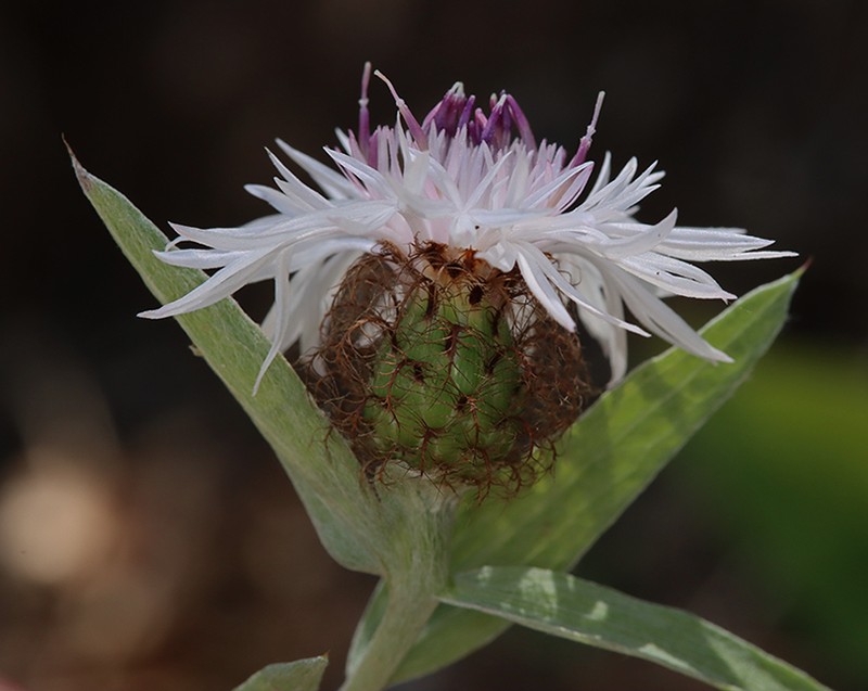 Centaurea emigrantis photo 6