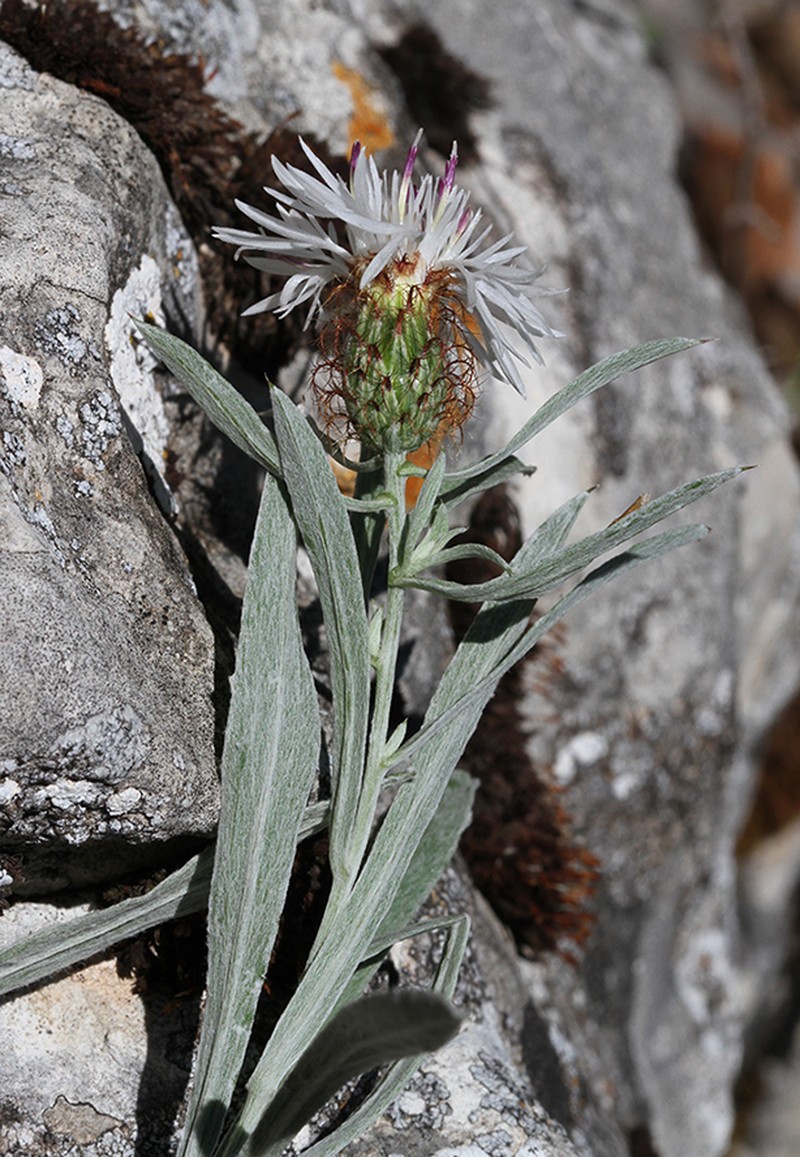 Centaurea emigrantis photo 7