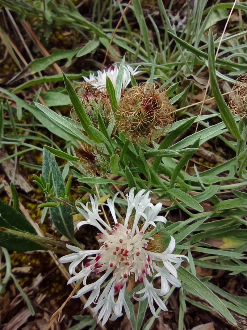 Centaurea emigrantis photo 8