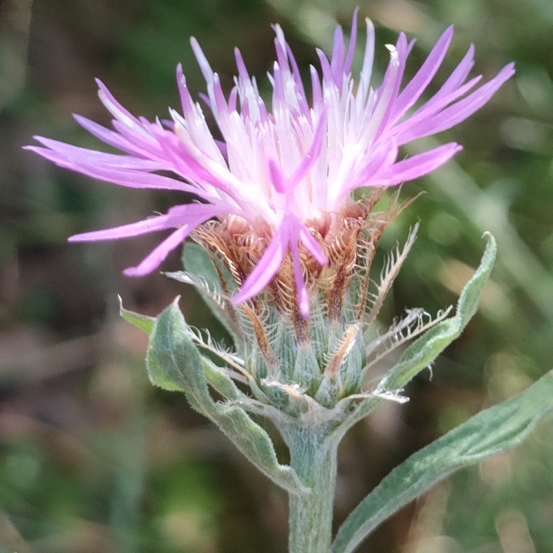 Centaurea emporitana
