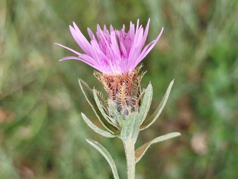 Centaurea emporitana photo 2