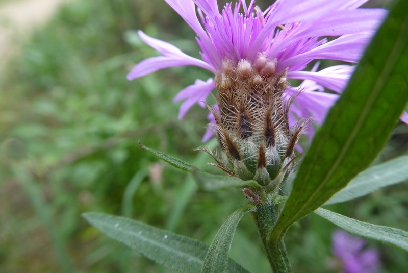 Centaurea emporitana photo 3