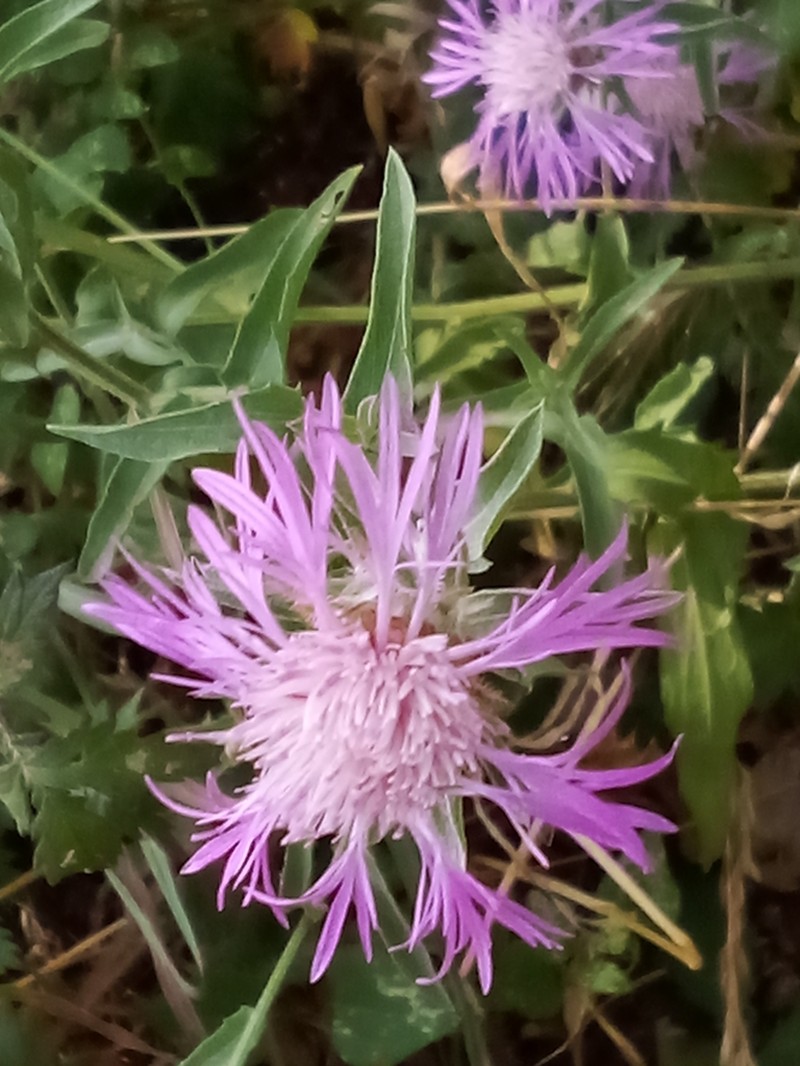 Centaurea emporitana photo 4