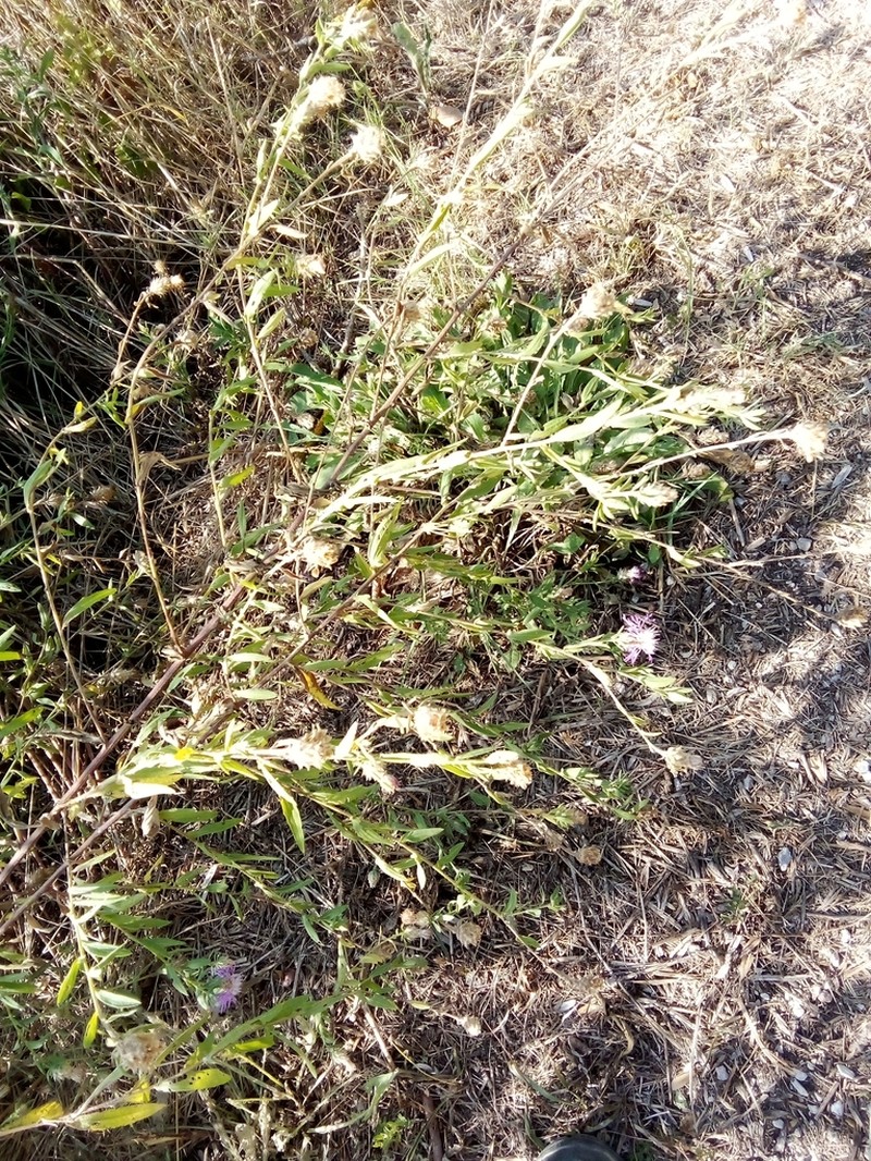 Centaurea emporitana photo 5