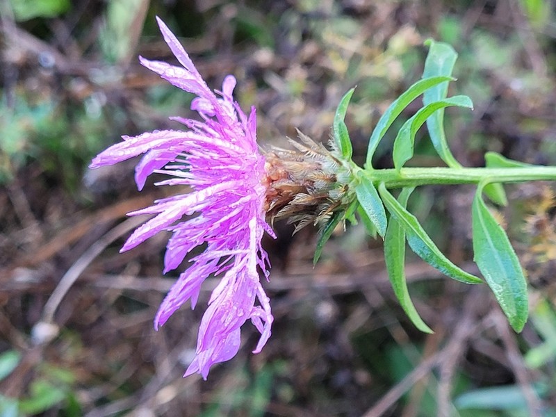 Centaurea emporitana photo 6