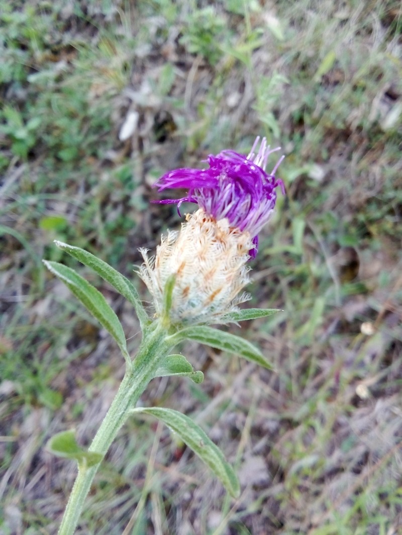 Centaurea emporitana photo 7