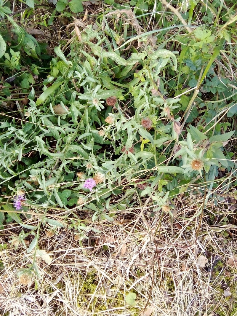 Centaurea emporitana photo 8
