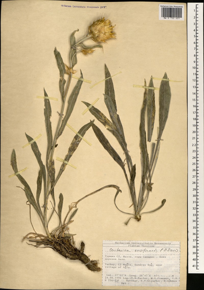 Centaurea ensiformis