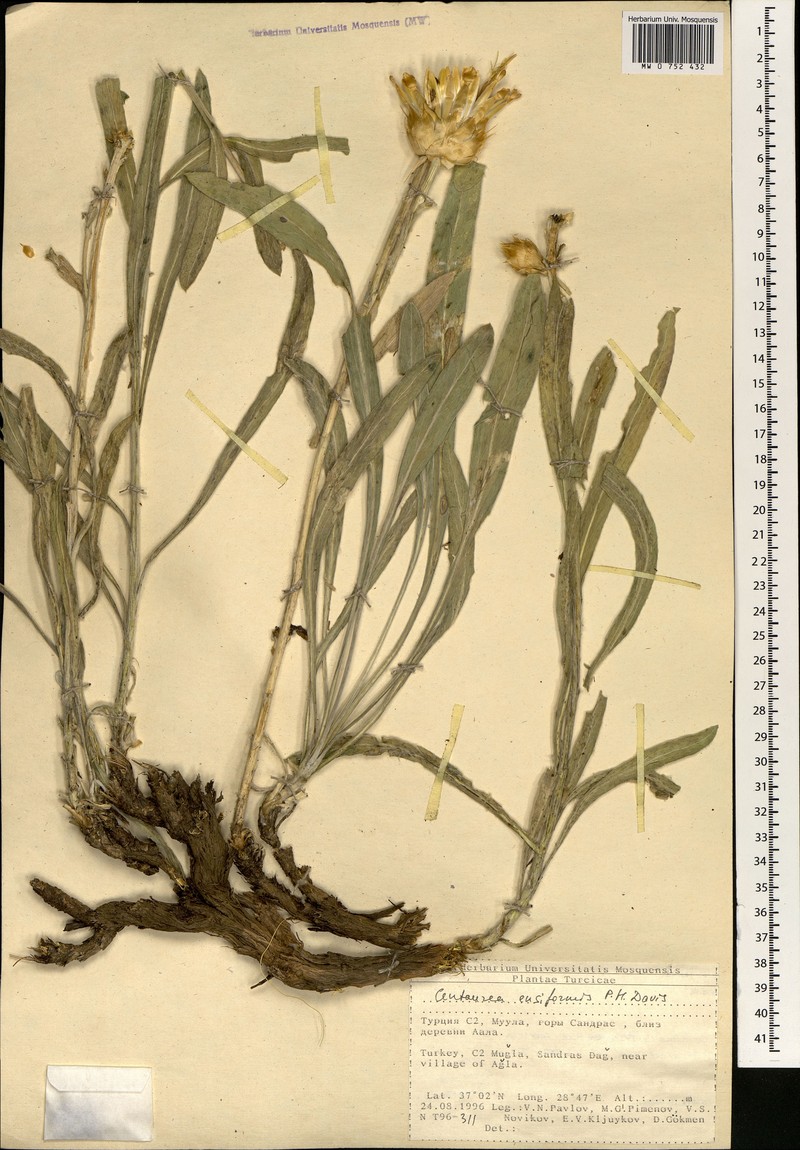 Centaurea ensiformis photo 2