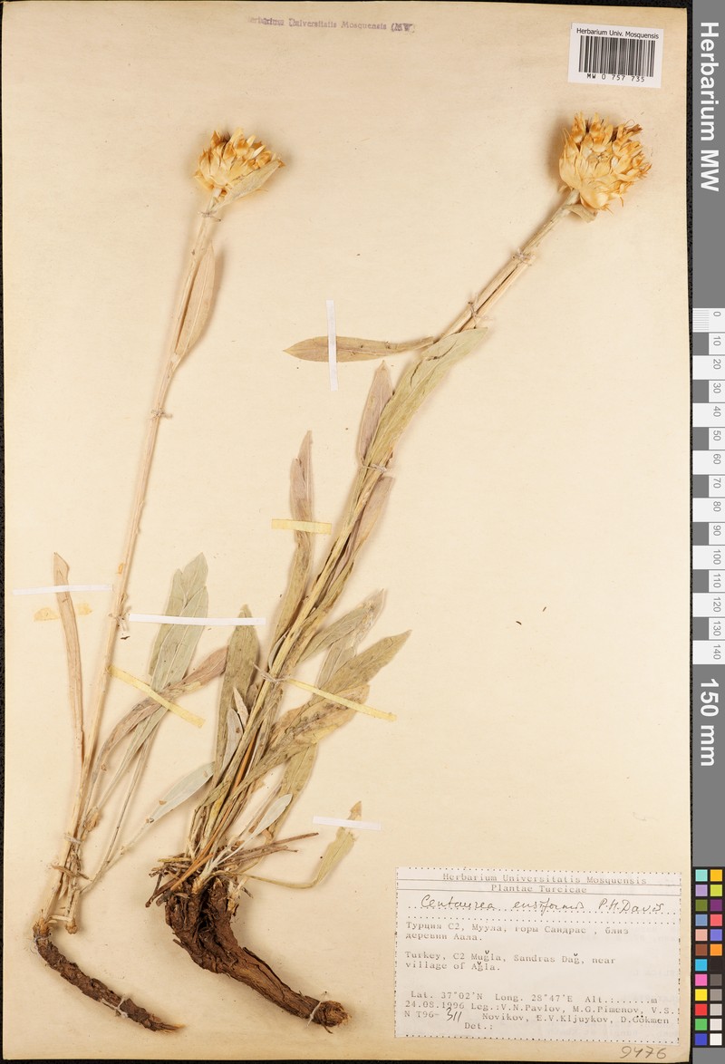 Centaurea ensiformis photo 3